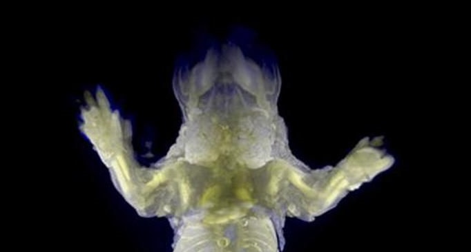 Scientists in Japan Create a Transparent Mouse